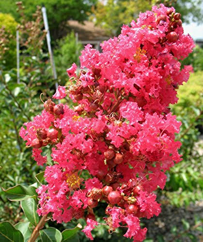 3 Gallon Crape Myrtle Tree E9124