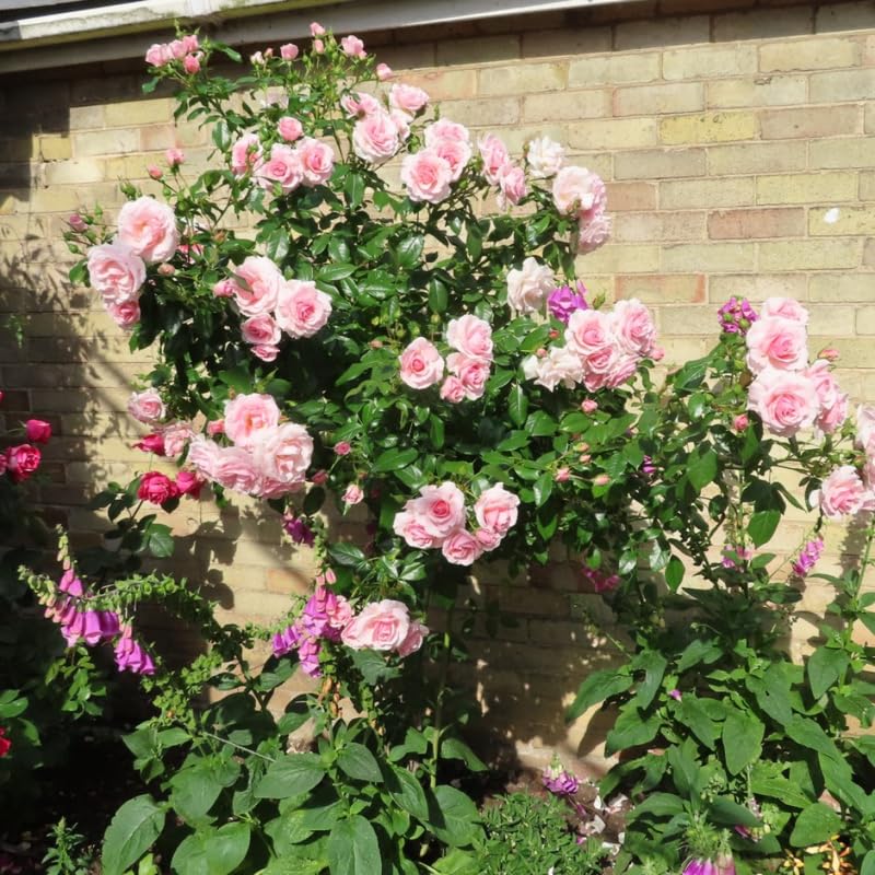 Pink Climbing Rose Starter Plants G6906