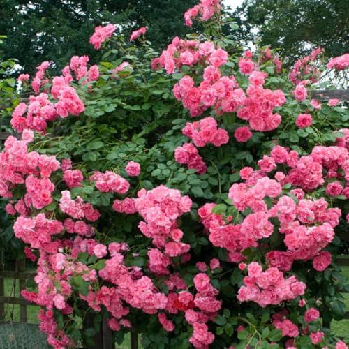 Pink Climbing Rose Starter Plants G6906