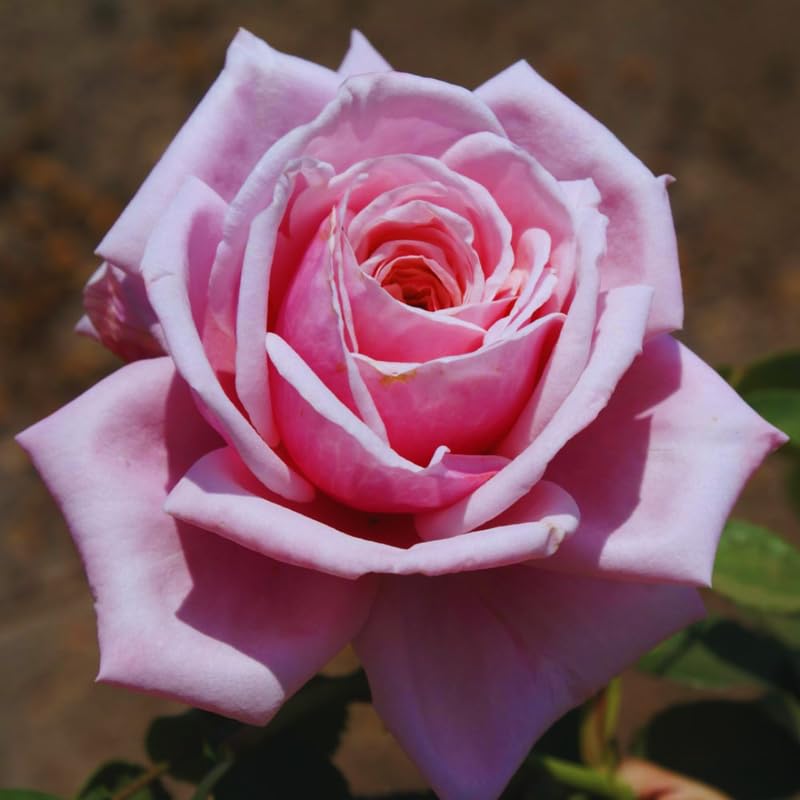 Pink Climbing Rose Starter Plants G6906