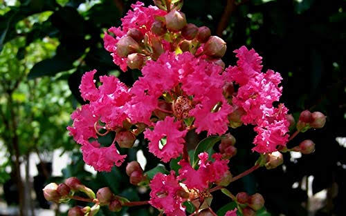 3 Gallon Crape Myrtle Tree E9124