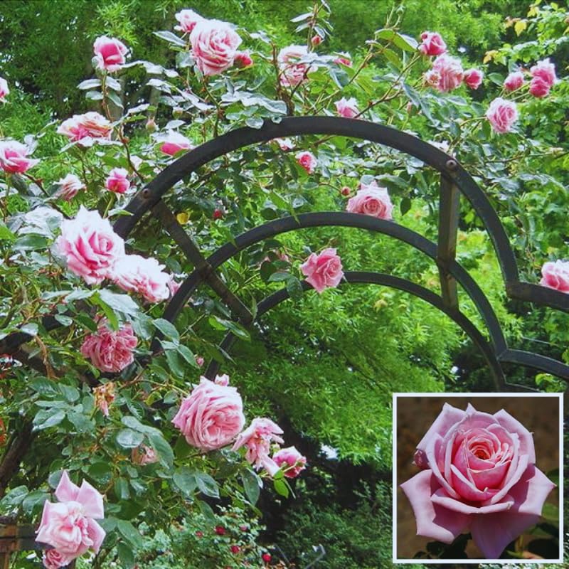Pink Climbing Rose Starter Plants G6906