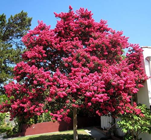 3 Gallon Crape Myrtle Tree E9124
