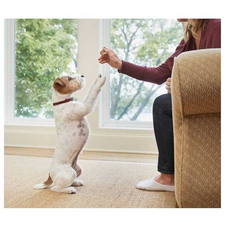 Bone Biscuits Dogs L762482