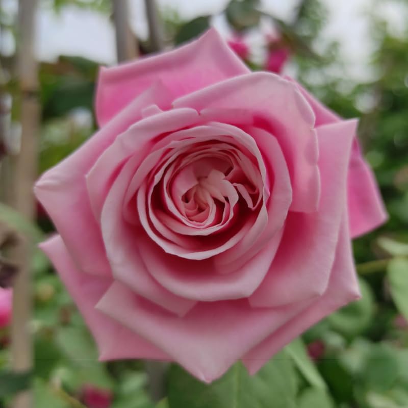 Pink Climbing Rose Starter Plants G6906