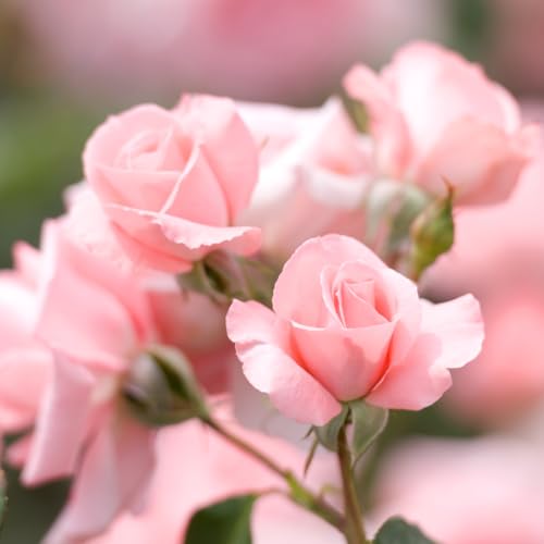 Pink Climbing Rose Starter Plants G6906