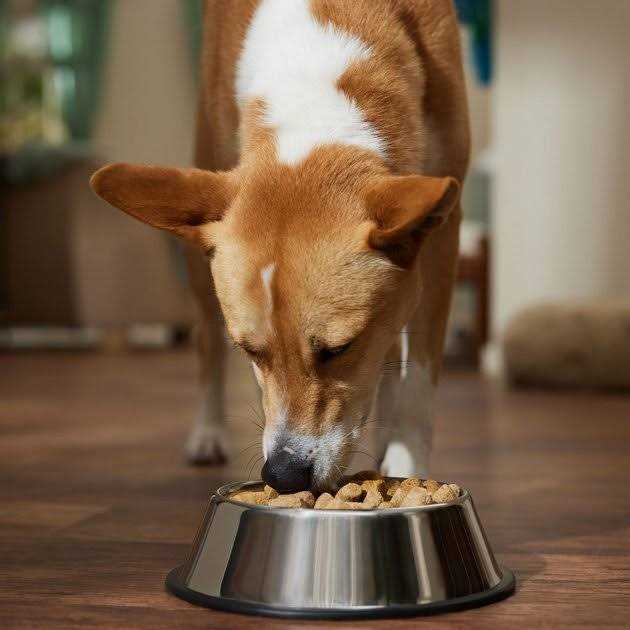 Freeze-Dried Beef Dog Food U975