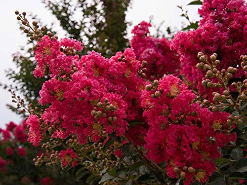 3 Gallon Crape Myrtle Tree E9124
