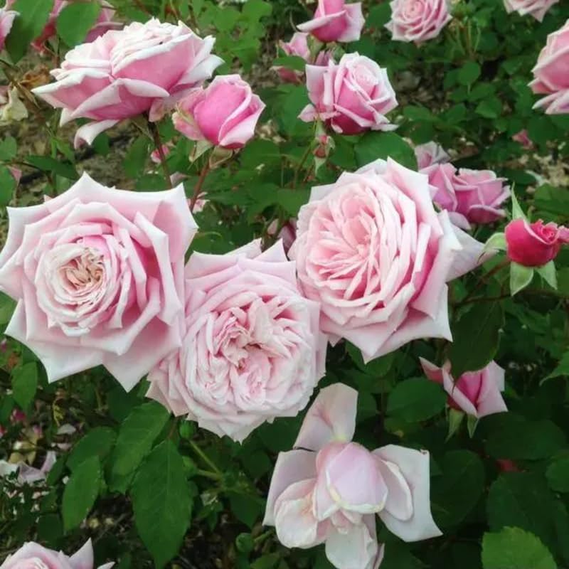 Pink Climbing Rose Starter Plants G6906