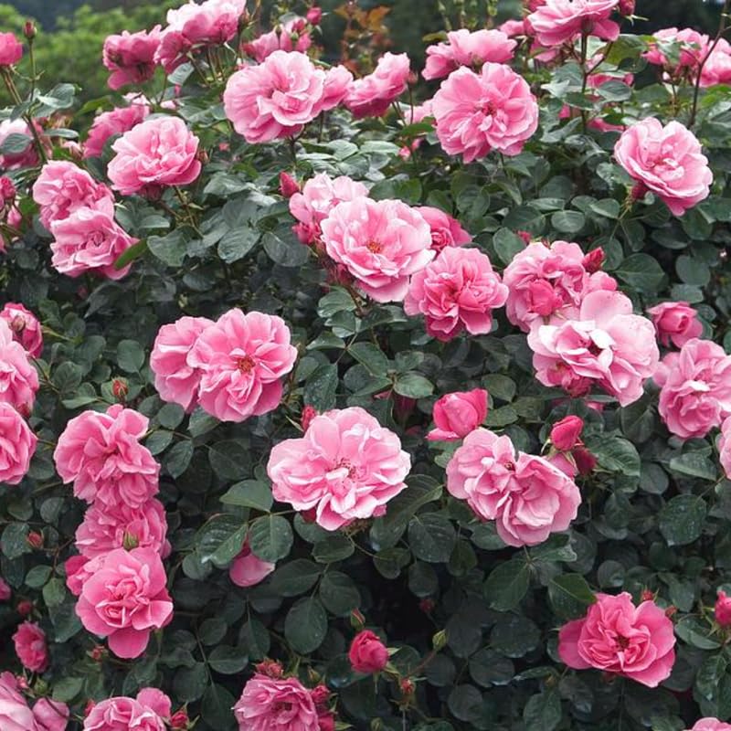 Pink Climbing Rose Starter Plants G6906