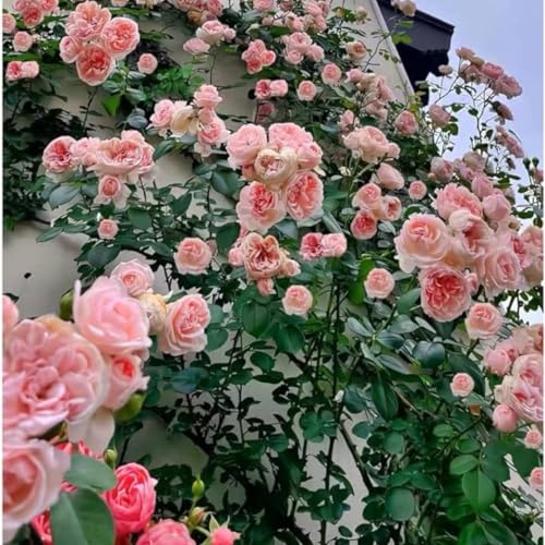 Pink Climbing Rose Starter Plants G6906