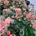 Pink Climbing Rose Starter Plants G6906