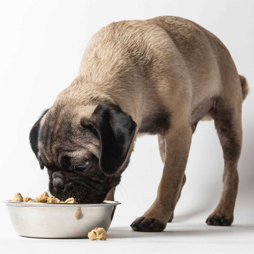 Freeze-Dried Dog Food L9725