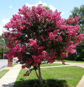 3 Gallon Crape Myrtle Tree E9124